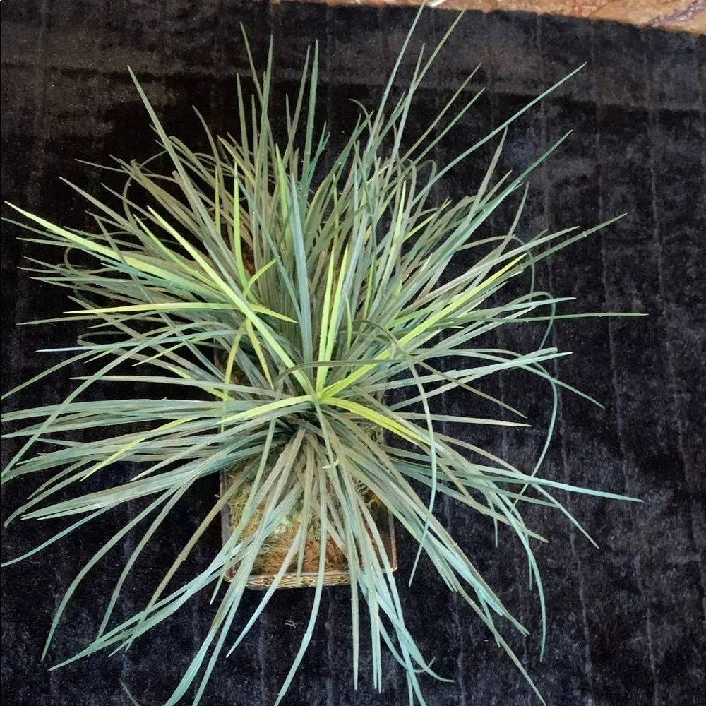 Decorative Green Faux Plant in Brown and Golden Fluer de Lils Planter